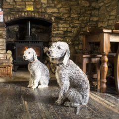 The Royal Oak Hotel thumbnail 12