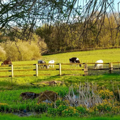 The Old Stables Bed & Breakfast thumbnail 19