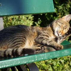 Bed and Breakfast Wildrose - Bild 12