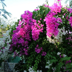 Paradise Garden Hotel - Bild 14