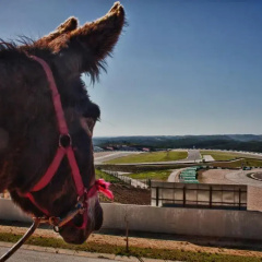 Burro Ville thumbnail 17