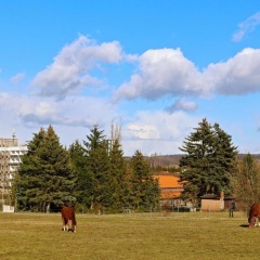 Carea Harz Hotel Allrode - Bild 15