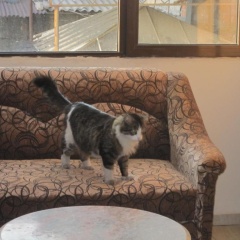 Alican Hotel - Bild 8