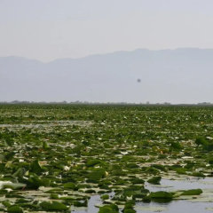 Guesthouse Skadar Lake thumbnail 15