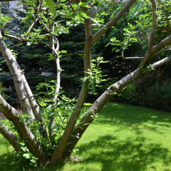 Fig Tree House Budapest - Bild 18