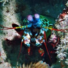 Atauro Dive Resort in Beloi, East Timor from 207$, photos, reviews - zenhotels.com outdoors