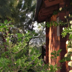 wooden Edge Of The Village thumbnail 1