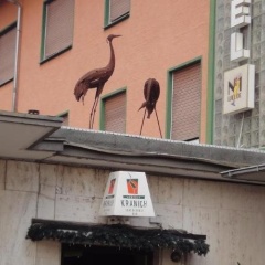 Kranich - Bild 1