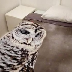 Amsterdam Centre Rooms - Bild 3
