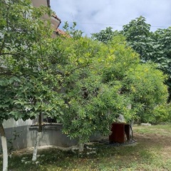 Denize 10 dk, ağaçlar içerisinde muhteşem villa - Bild 3