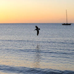Picard Beach Cottages in Portsmouth, Dominica from 179$, photos, reviews - zenhotels.com photo 19