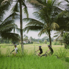 Alila Ubud. Bali - Bild 24