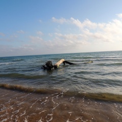 Eco-friendly Holiday Apartment Marina di Ragusa apt "il Gufo" thumbnail 8