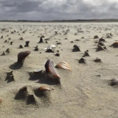 Ferienhaus Käptn's Hus auf Borkum - Bild 6