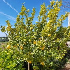 Finca Alegria - Bild 20