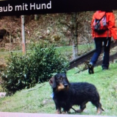 Fewo Romy - a60954 - Bild 9