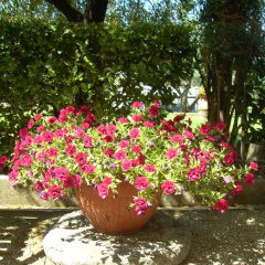 Tenuta Fagnani thumbnail 14