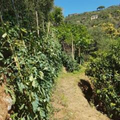 Bed and breakfast 3 stars Portofino in Portofino, Italy from 454$, photos, reviews - zenhotels.com photo 12