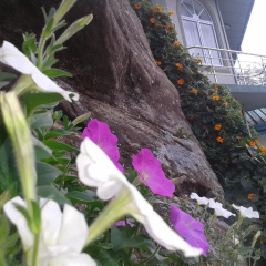 Qantara Hotel Nuwaraeliya thumbnail 11