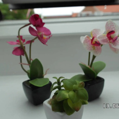 Sweethome Guesthouse thumbnail 50