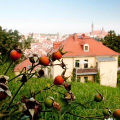 Rebenhaus Meißen - Bild 2