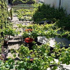 Weingut Haxel - Bild 4