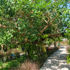 Maso Christian Villa Canggu - Bild 9