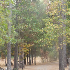 Yosemite Paradise Inn thumbnail 7