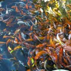 Suoi Mo Park thumbnail 9