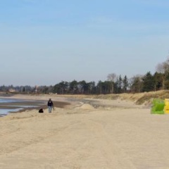Silbermöwe - Bild 11