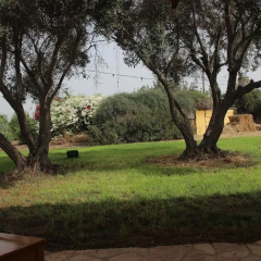 The OLive Tree thumbnail 18