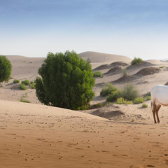 Telal Resort, Al Ain thumbnail 48