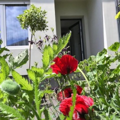 Stadtoase Koblenz - Bild 8