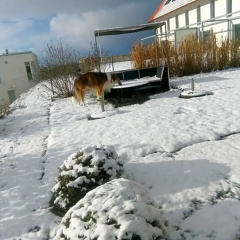 Swiss Borzoi House thumbnail 18