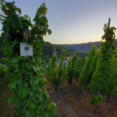 Haus Mosel - Bild 11