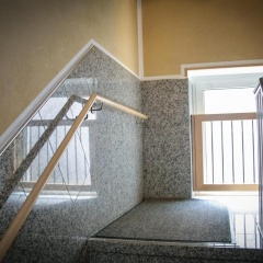 Ringeltaube - Bild 8