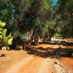 Tenuta la Siesta thumbnail 36