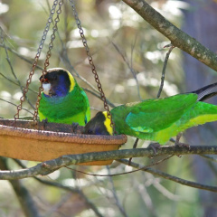 Yelverton Brook Eco Spa Retreat & Conservation Sanctuary thumbnail 6