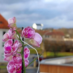 Gasthof Grüner Baum - Bild 9