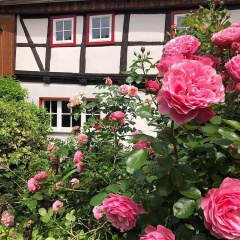 Gesindehaus Börnecke - Bild 1
