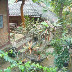 Batulayar Bungalows - Bild 2