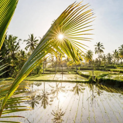 Hati Padi Cottages thumbnail 43