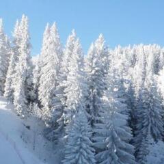 Astoria Lux - K16 Milmari in Kopaonik, Serbia from 115$, photos, reviews - zenhotels.com photo 18