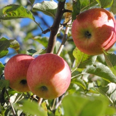Alpenferienhof - Bild 11