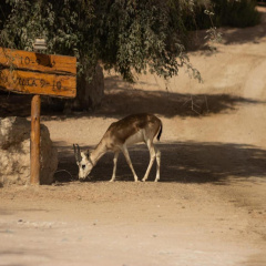 Telal Resort, Al Ain thumbnail 49