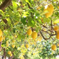 Hotel Finca Ca's Curial - Bild 7