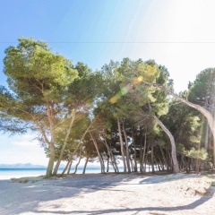 CAN Marzal - Bild 11