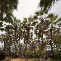 Omarunga Epupa-Falls Camp photo 2