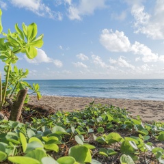 Renaissance Phuket Resort & Spa - Bild 23