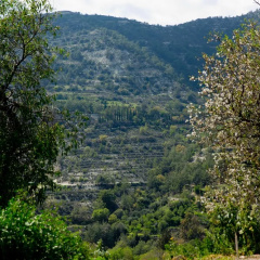 Old Olive Mill House by TrulyCyprus thumbnail 9